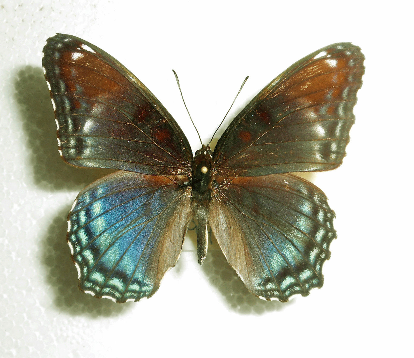 Limenitis arthemis astyanax male (aberrant) [Internet image property of respective owner, non commercial use only]